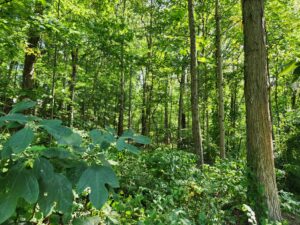 Coalition asks BOPARC to consider forest designation